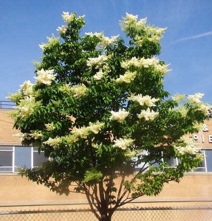 Syringa reticulata (Lilas japonais)