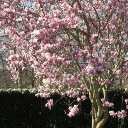 Magnolia soulangeana (Magnolia de Soulange)