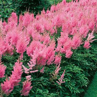 ASTILBE japonica ‘Rheinland’