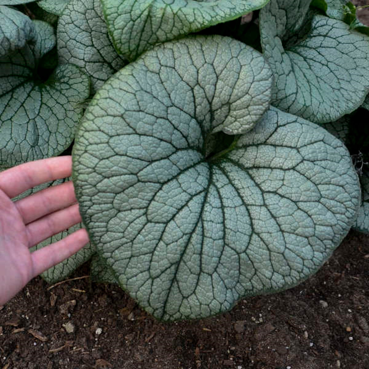 BRUNNERA macrophylla ‘Sterling Silver’