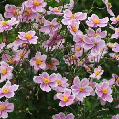 ANEMONE robustissima (Anémone japonaise)