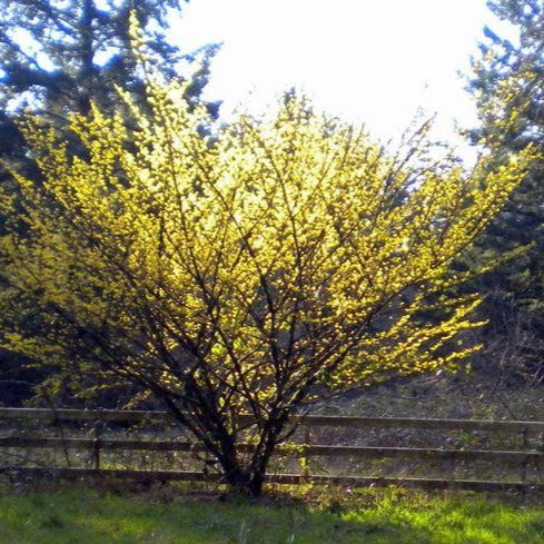 Hamamelis virginiana (Hamamelis de Virginie)