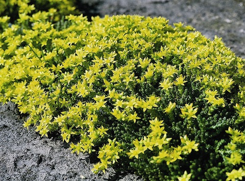 SEDUM ‘acre’