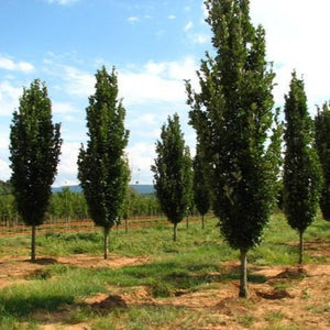 Quercus robur 'Regal Prince' (Chêne hybride ‘Regal Prince’ (’Long’))