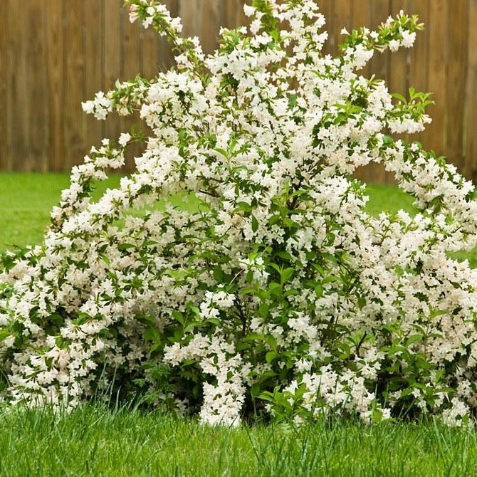 Weigela florida 'White Knight' (Weigela hybride ‘White Knight’)