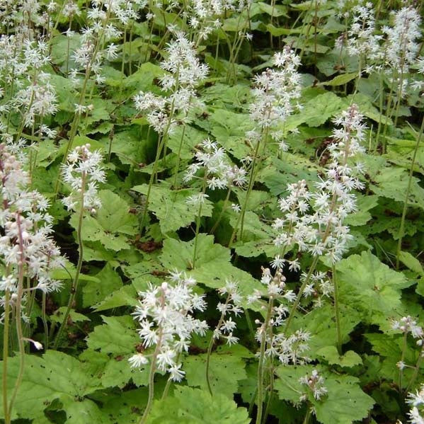 TIARELLA wherryi