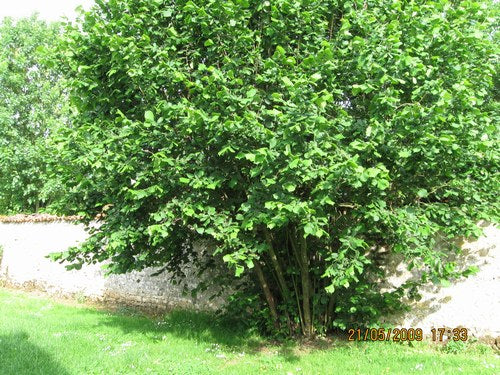 Corylus avellana (Noisetier commun)