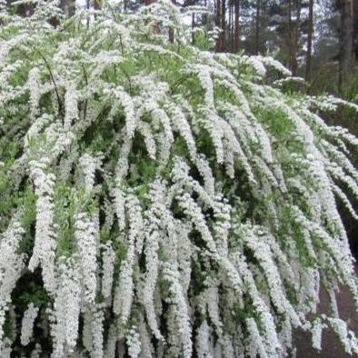 Spirea 'grefsheim' (Spirée arguta ‘Grefsheim’)