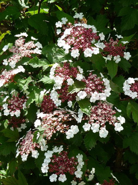 Viburnum sargentii 'Onondaga' (Viorne ‘Onondaga’)