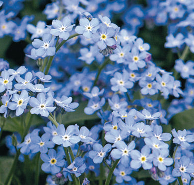 MYOSOTIS semperflorens