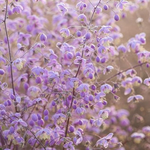 THALICTRUM delavayi