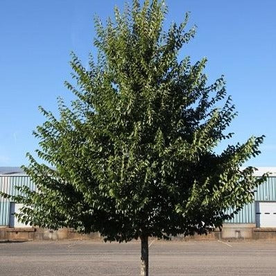 Orme hybride 'New Horizon’ (Ulmus 'New Horizon')