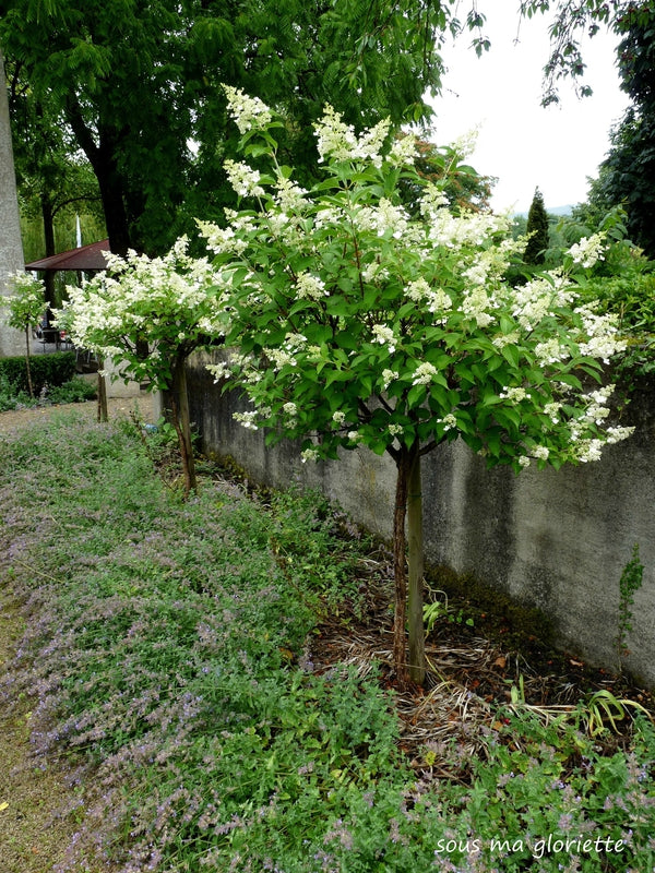 Hydrangea paniculata 'Kyushu' (sur tige) (Hydrangée paniculée sur tige ‘Kyushu’)