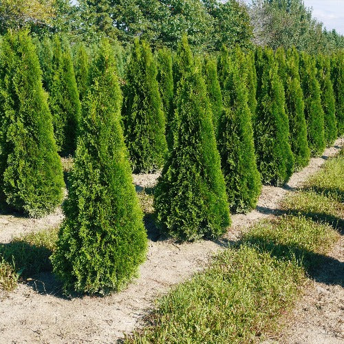 Thuja occidentalis 'Smaragd' Emerald (Cèdre occidental ‘Smaragd‘)