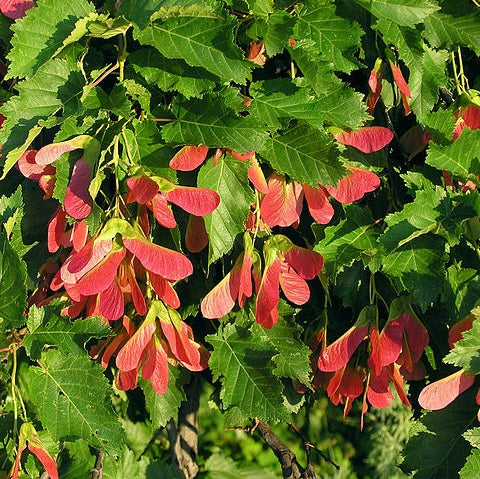 Érable de Tartarie (Acer tataricum)