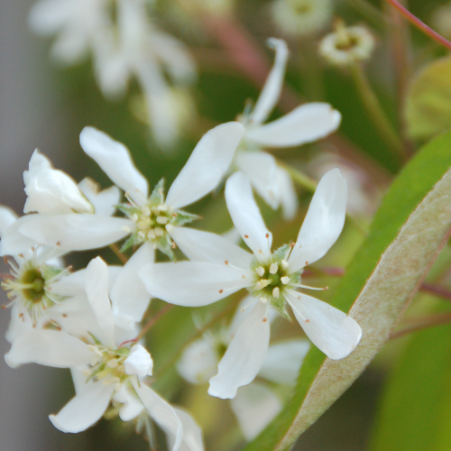 Amélanchier hybride ‘Princess Diana’ (Amelanchier x 'Princess Diana')