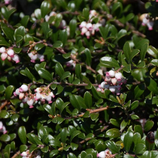 Arctostaphylos uva-ursi (Raisin d'Ours commun)