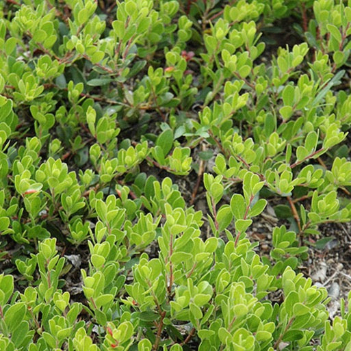 Arctostaphylos uva-ursi (Raisin d'Ours commun)