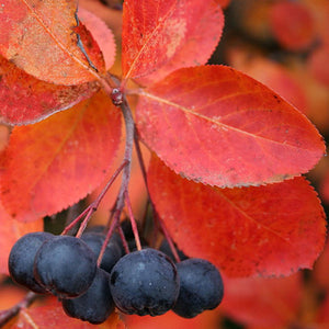 Aronia melanocarpa 'Autumn Magic' (Aronie ‘Autumn Magic’)
