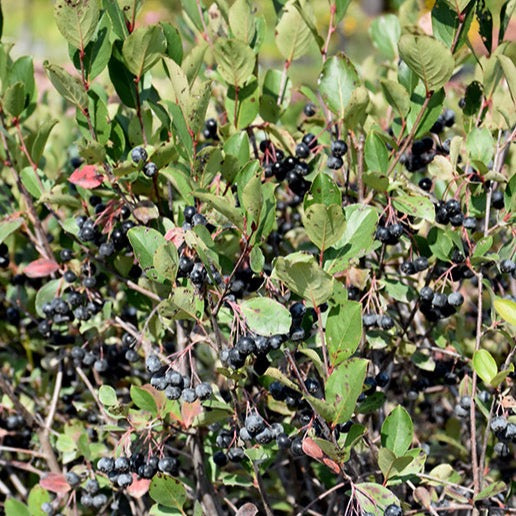 Aronia melanocarpa (Aronie)