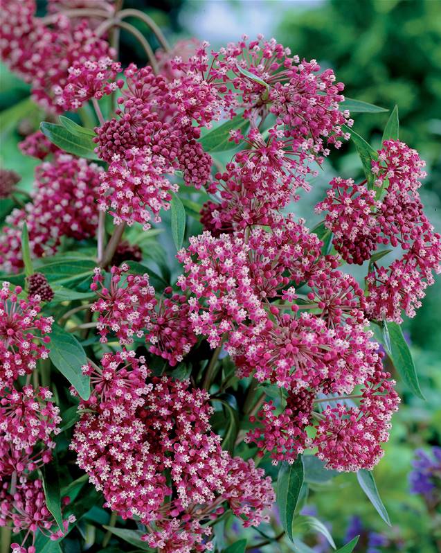 ASCLEPIAS incarnata 'Soulmate'