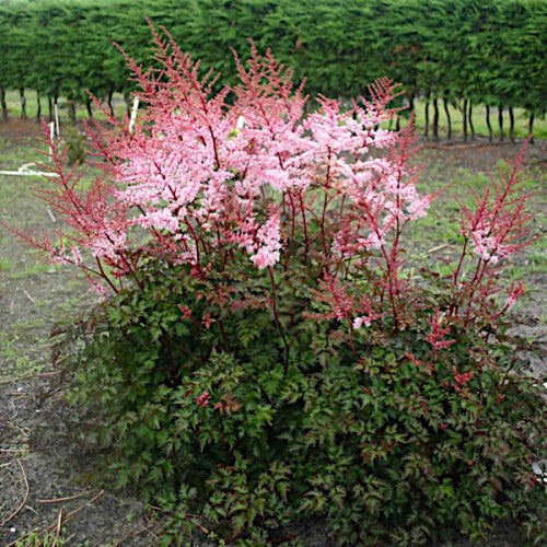 ASTILBE ‘Delft Lace’