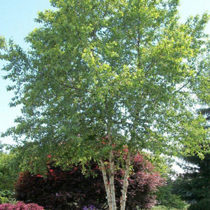 Betula nigra multi-troncs (Bouleau noir multi troncs)