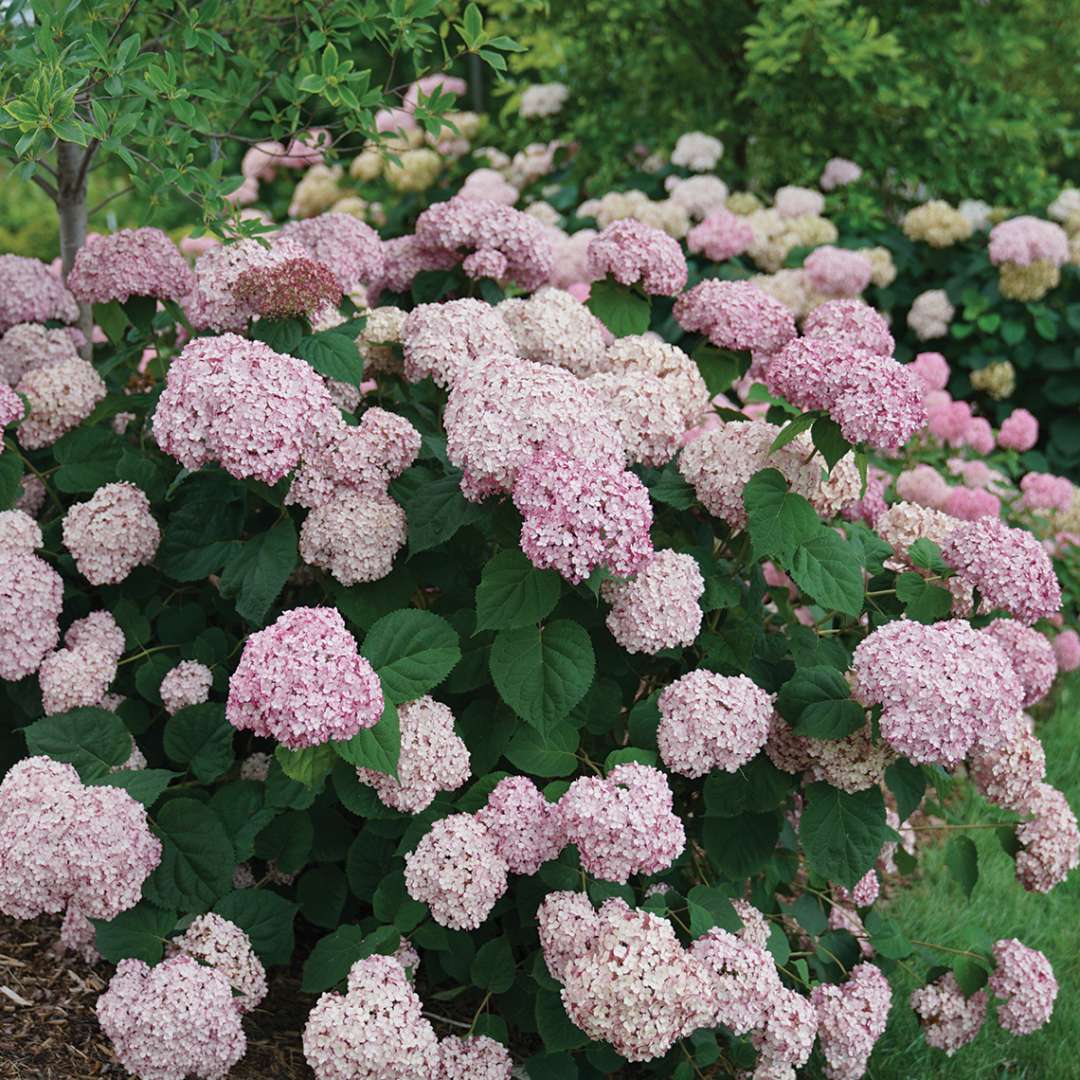 Hydrangea incrediball 'Blush' (Hydrangea arborescens ‘Incrediball Blush’)