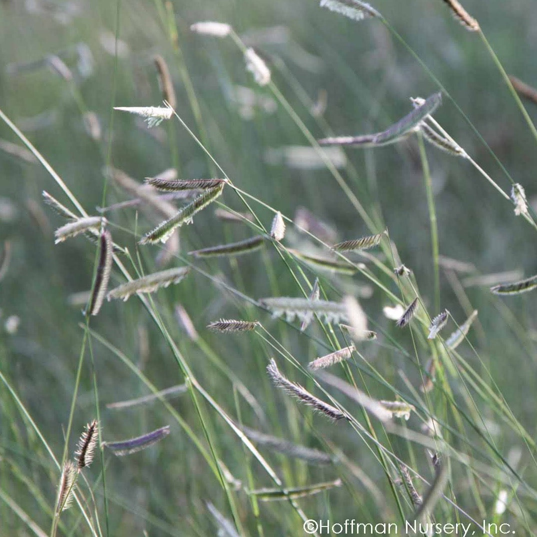 Bouteloua gracilis (Boutelou gracieux)