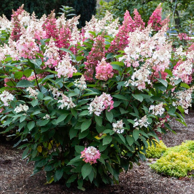 Hydrangea paniculata 'Candelabra' (Hydrangée Candelabra)