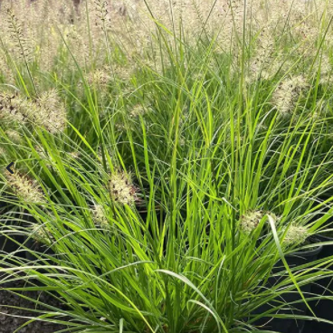 Pennisetum alopecuroides 'Lumen Gold' (Herbe aux Écouvillons 'Lumen Gold')