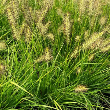 Pennisetum alopecuroides 'Lumen Gold' (Herbe aux Écouvillons 'Lumen Gold')