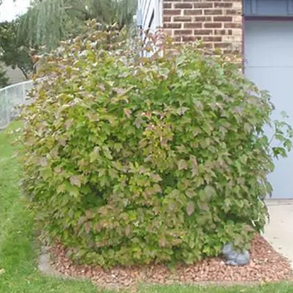 Viburnum trilobum 'Compactum' (Viorne trilobée)