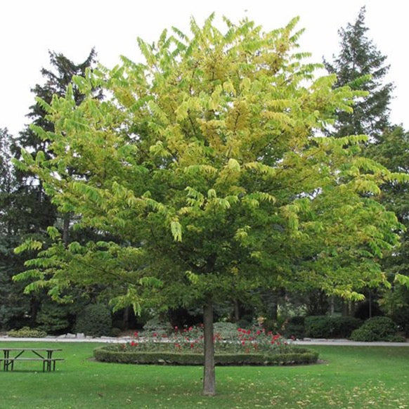 Celtis occidentalis mature - Mature Northern Hackberry