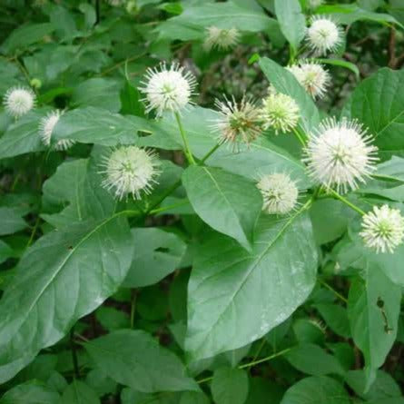 Cephalantus occidentalis (Céphalante d'Occident)