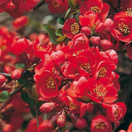 Chaenomeles x superba 'Fire Dance' (Cognassier ‘Fire Dance’)