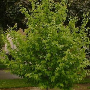 Carpinus Caroliniana Quebec Canada