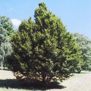 Charme de Caroline Carpinus Caroliniana Quebec Canada