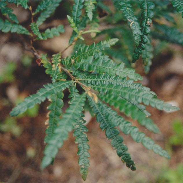 Comptonia peregrina (Comptonie voyageuse)