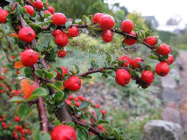 Cotoneaster apiculatus (Cotonéastre apiculatus)