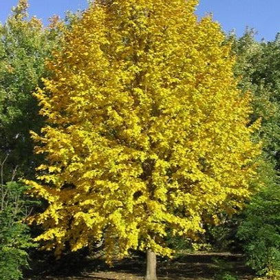 Tilia mongolica 'Harvest Gold' (Tilleul de Mongolie ‘Harvest Gold’)