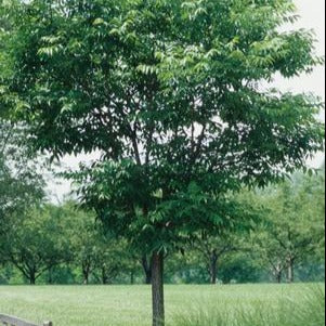 Phellodendron amurense 'His majesty' (Phellodendron ‘His Majesty’)