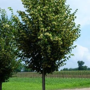 Tilia cordata 'Corzam' (Tilleul à petite feuille ‘Corzam’ (’Corinthian’))