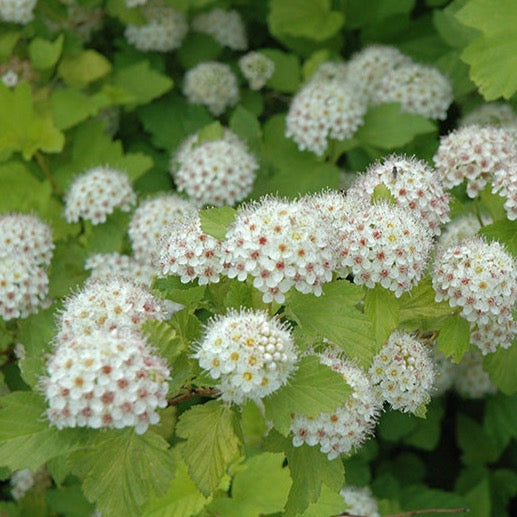 Physocarpus opulifolius 'Dart's Gold' (Physocarpe ‘Dart’s Gold’)