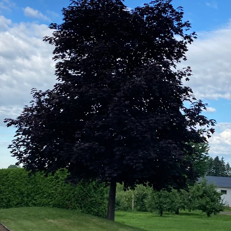 Acer platanoides Royal Red in summer 