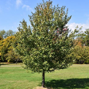 Érable rouge Red Sunset / Acer rubrum Red Sunset / Red Sunset Red Maple in summer
