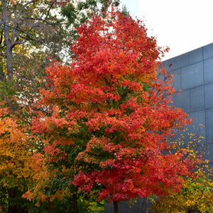 Érable à sucre 'Fall Fiesta' (Acer saccharum 'Fall Fiesta') Autumn