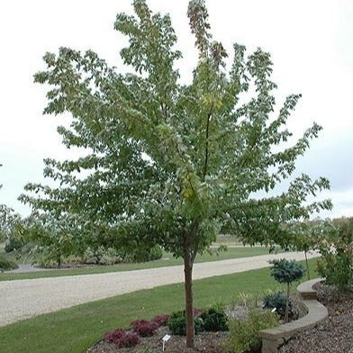 Érable argenté ‘Silver Cloud’ (Acer saccharinum 'Silver Cloud')