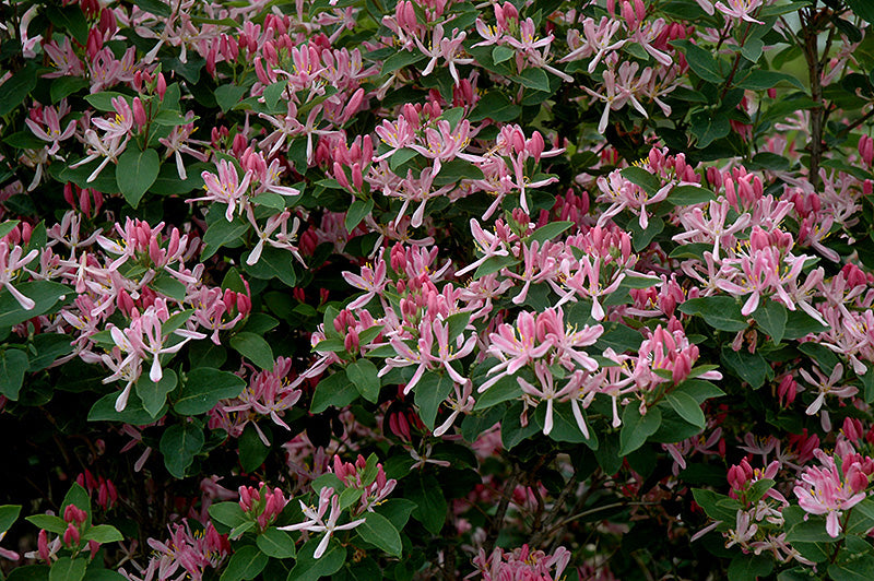 Lonicera 'Honeyrose' (Chèvrefeuille ‘Honeyrose’)