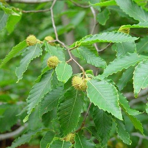 Fagus grandifolia (Hêtre à grandes feuilles)